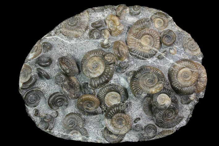 Dactylioceras Ammonite Cluster - Isle of Skye, Scotland #92586